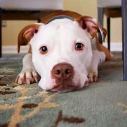 dog sitting under table